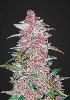BLACKBERRY AUTO