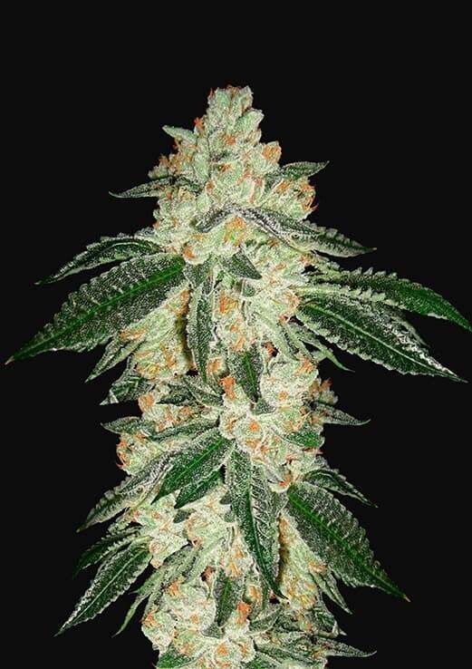 GREEN CRACK AUTO