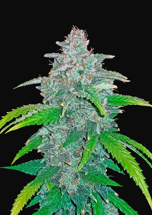 BLUE DREAM AUTO