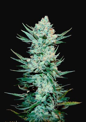 TANGIE AUTO