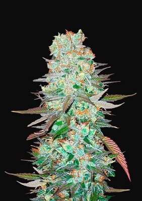 G14 AUTO