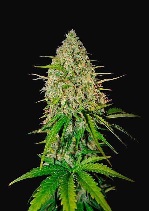 GRAPEFRUIT AUTO
