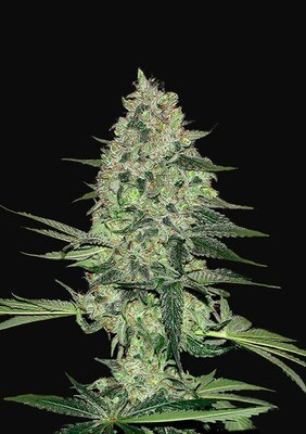 RHINO RYDER AUTO