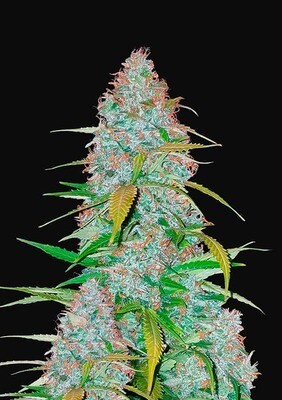 CALIFORNIA SNOW AUTO