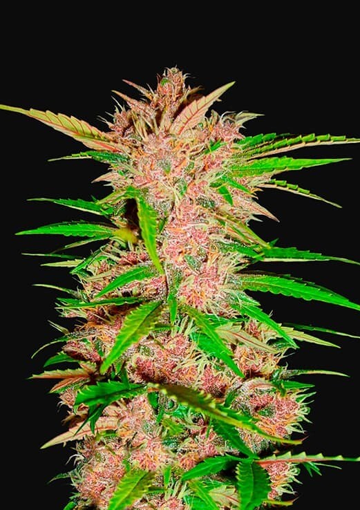 FASTBERRY AUTO