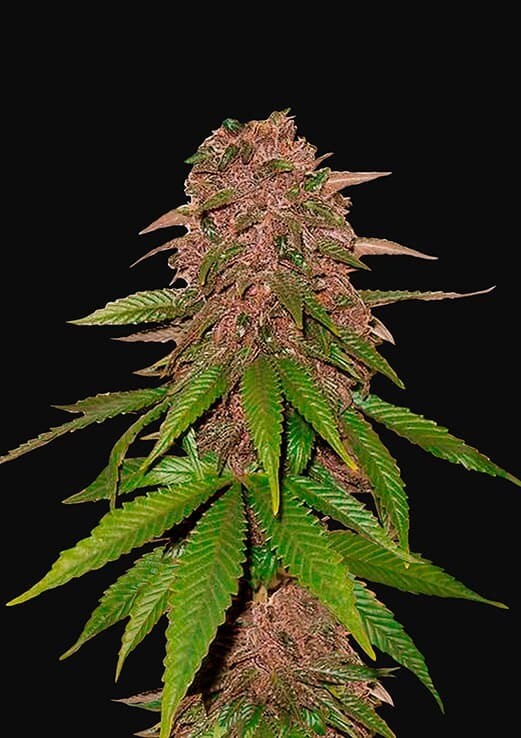 C4 AUTO