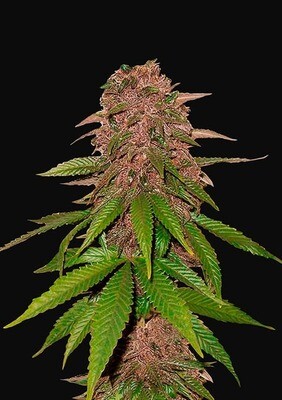 C4 AUTO