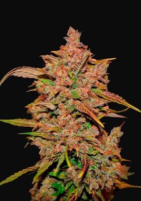 CRYSTAL METH AUTO