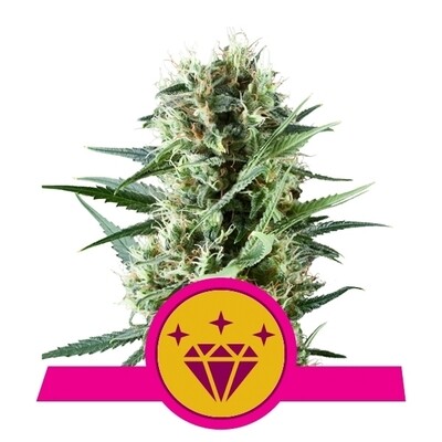 SPECIAL KUSH #1