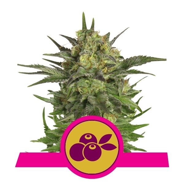 HAZE BERRY