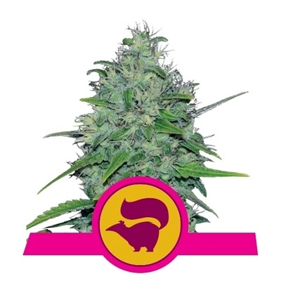 SKUNK XK
