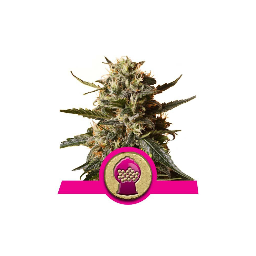 BUBBLEGUM XL