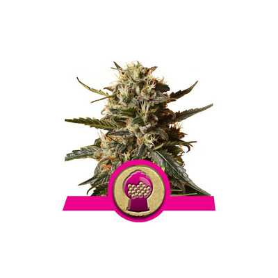 BUBBLEGUM XL