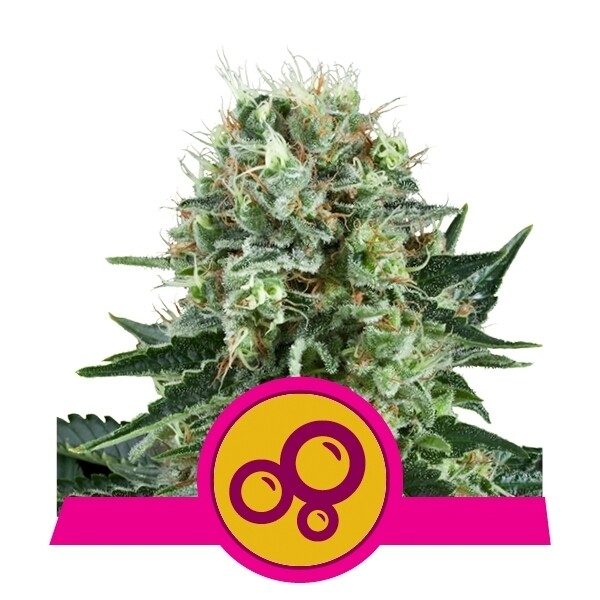 BUBBLE KUSH