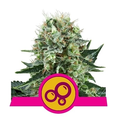 BUBBLE KUSH