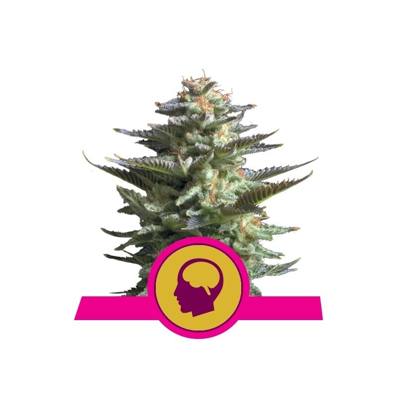 AMNESIA HAZE