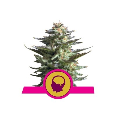AMNESIA HAZE