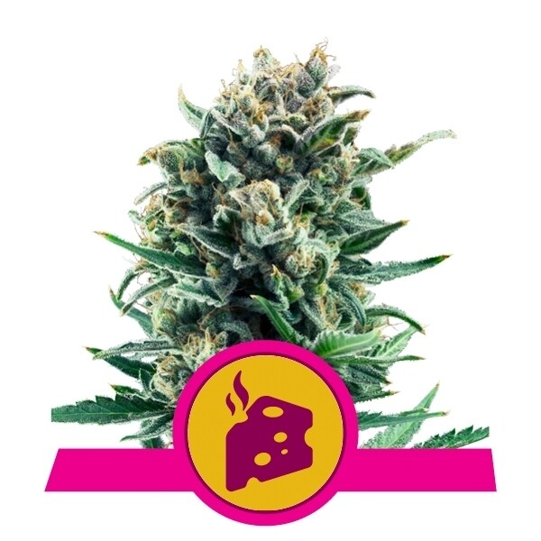 BLUE CHEESE