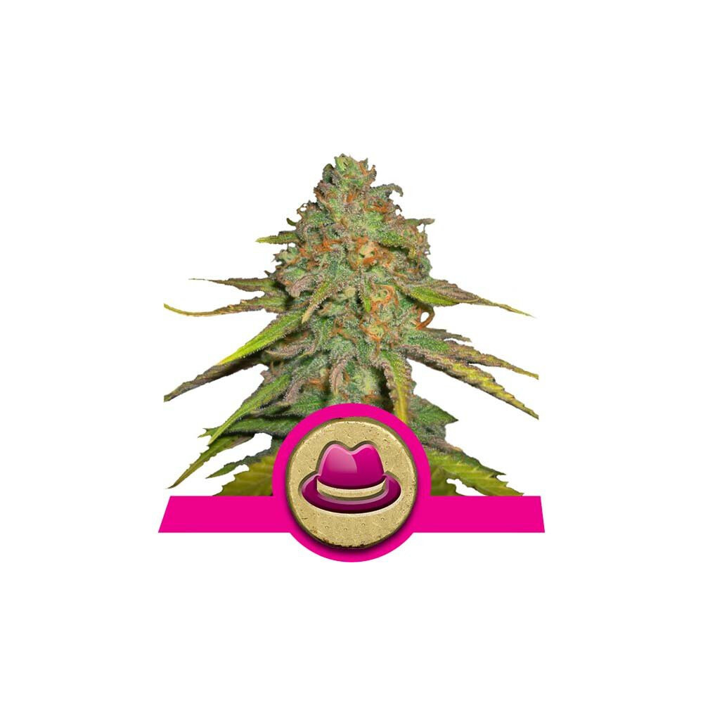 O.G. KUSH