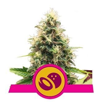 SOMANGO XL