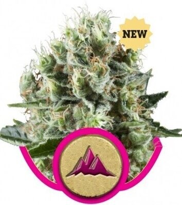 CRITICAL KUSH