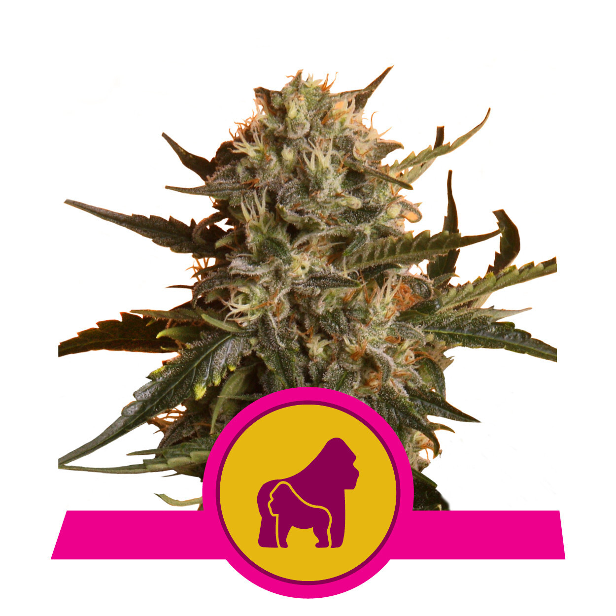 MOTHER GORILLA