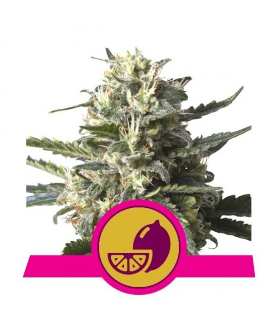 LEMON SHINING SILVER HAZE