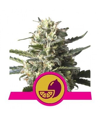 LEMON SHINING SILVER HAZE