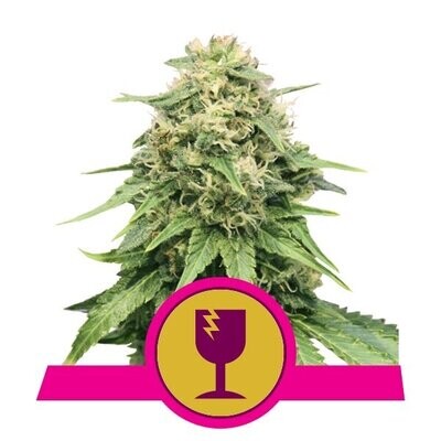 CRITICAL