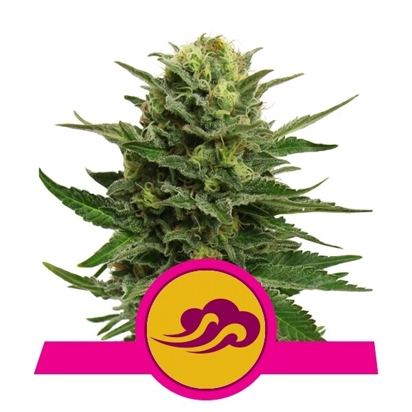 BLUE MYSTIC