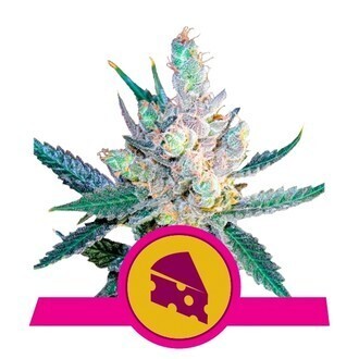 ROYAL CHEESE F1