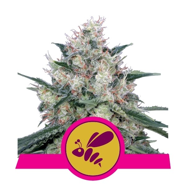 HONEY CREAM F1