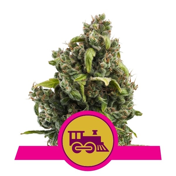 CANDY KUSH EXPRESS F1