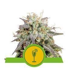 MIMOSA AUTOMATIC
