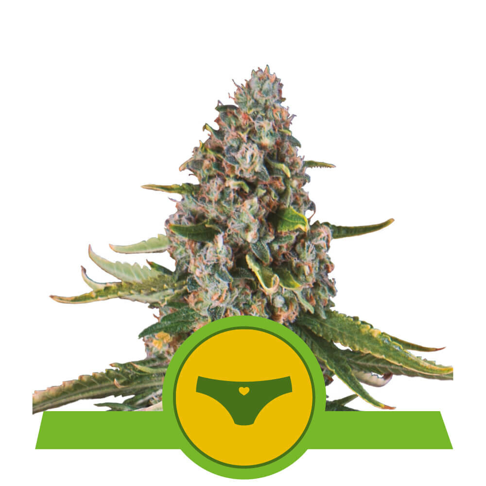 SHERBET  QUEEN AUTOMATIC