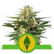 GREEN GELATO AUTOMATIC