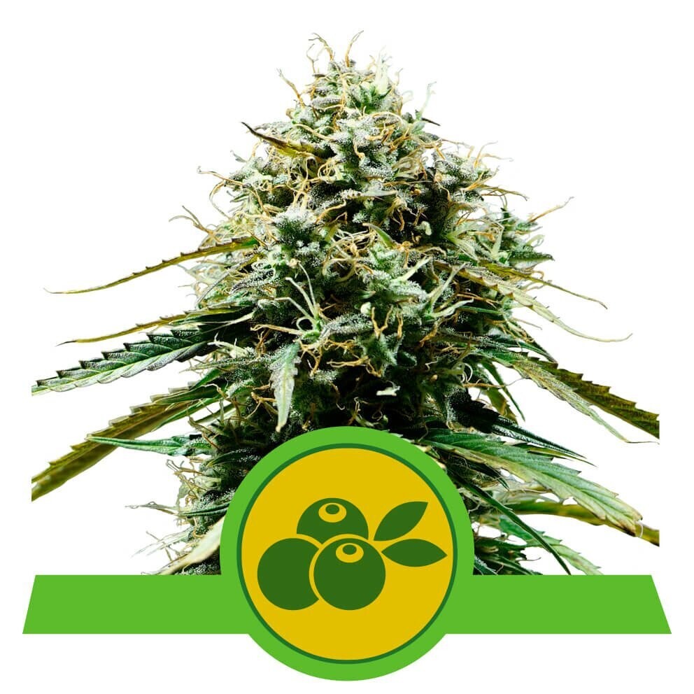 HAZE BERRY AUTOMATIC