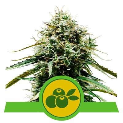 HAZE BERRY AUTOMATIC