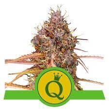 PURPLE QUEEN AUTOMATIC