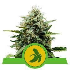 ROYAL COOKIES AUTOMATIC