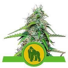 ROYAL GORILLA AUTOMATIC
