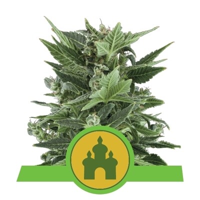 ROYAL KUSH AUTOMATIC