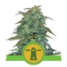 ROYAL HAZE AUTOMATIC