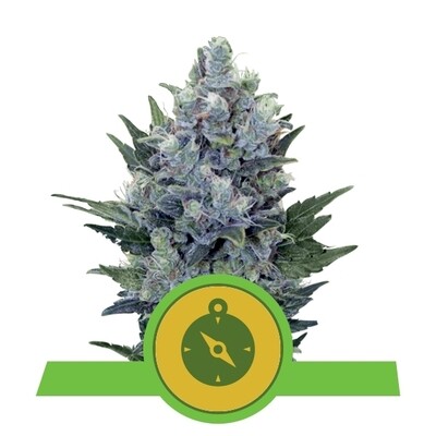 NORTHEN LIGHTS AUTOMATIC