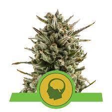 AMNESIA HAZE AUTOMATIC