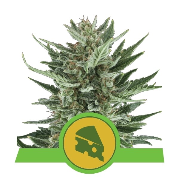 ROYAL CHEESE AUTOMATIC