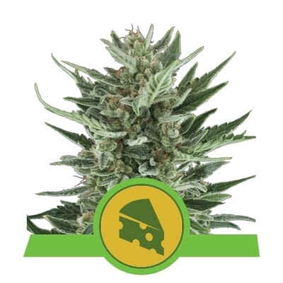 ROYAL CHEESE AUTOMATIC