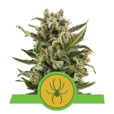 WHITE WIDOW AUTOMATIC