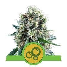 BUBBLE KUSH AUTOMATIC