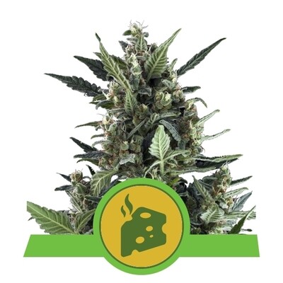 BLUE CHEESE AUTOMATI